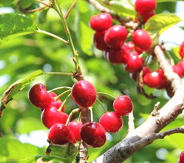 ‘十大外围足球平台app’
丈夫不能吃辣 老上火 一份清肺去火的美食菜谱送你 拿走不谢!(图2) 十大外围足球平台app